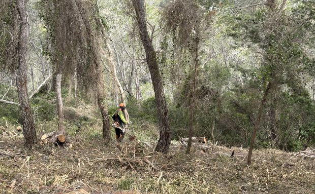 Santa Eulària trabaja en la apertura de fajas forestales para reforzar la seguridad frente a posibles incendios