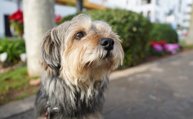 Santa Eulària reduirà les taxes d'adopció d'animals