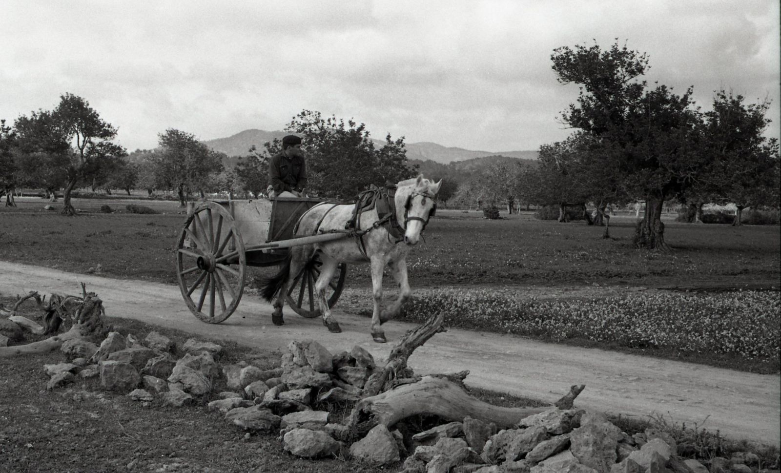 Santa Eulària recupera la memòria dels carros d'Eivissa