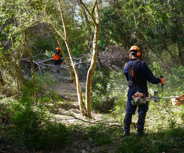 Santa Eulària inicia la neteja de 14.000 metres quadrats de torrents urbans per a reduir el risc d'inundacions